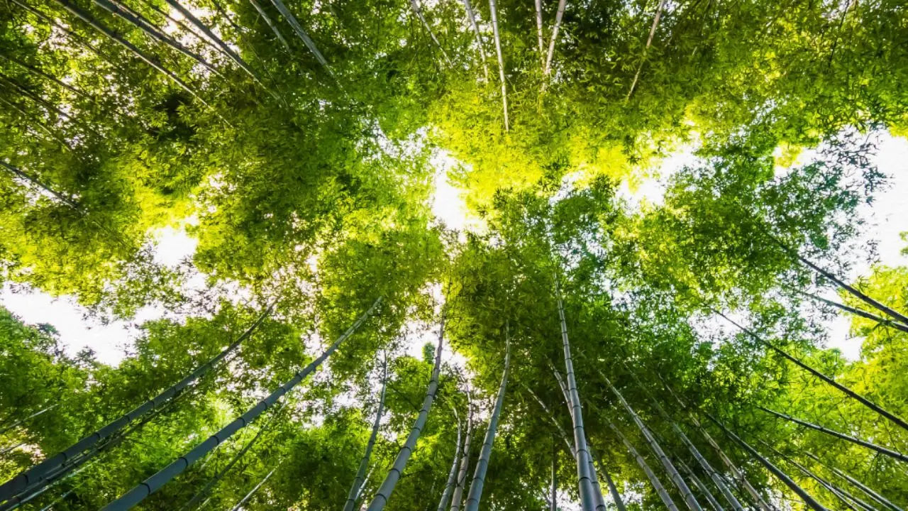 Bandeau illustrant l'engagement écoresponsable de La Bobine Française. Papier certifié FSC et PEFC, issu de forêts gérées durablement. Production responsable et respect des normes environnementales.